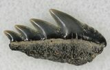 Fossil Cow Shark (Notorynchus) Tooth - Maryland #21323-1